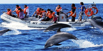 Oceanic Club continua proiectul “Delfini si oameni”