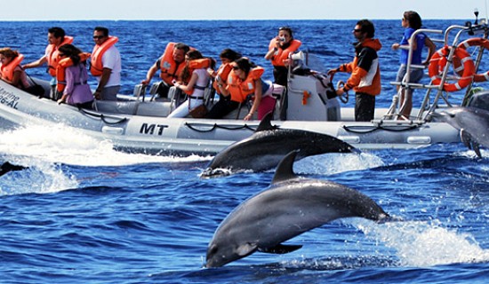 Oceanic Club continua proiectul “Delfini si oameni”