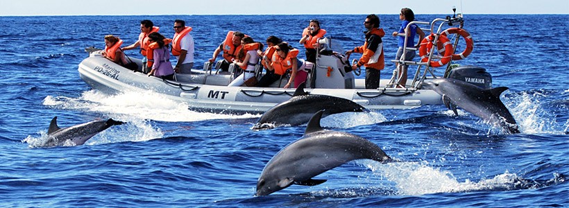 Oceanic Club continua proiectul “Delfini si oameni”